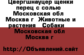 Цвергшнауцер щенки перец с солью - Московская обл., Москва г. Животные и растения » Собаки   . Московская обл.,Москва г.